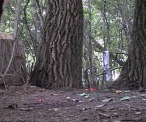 kobieta sika w lesie, które potajemnie jest film